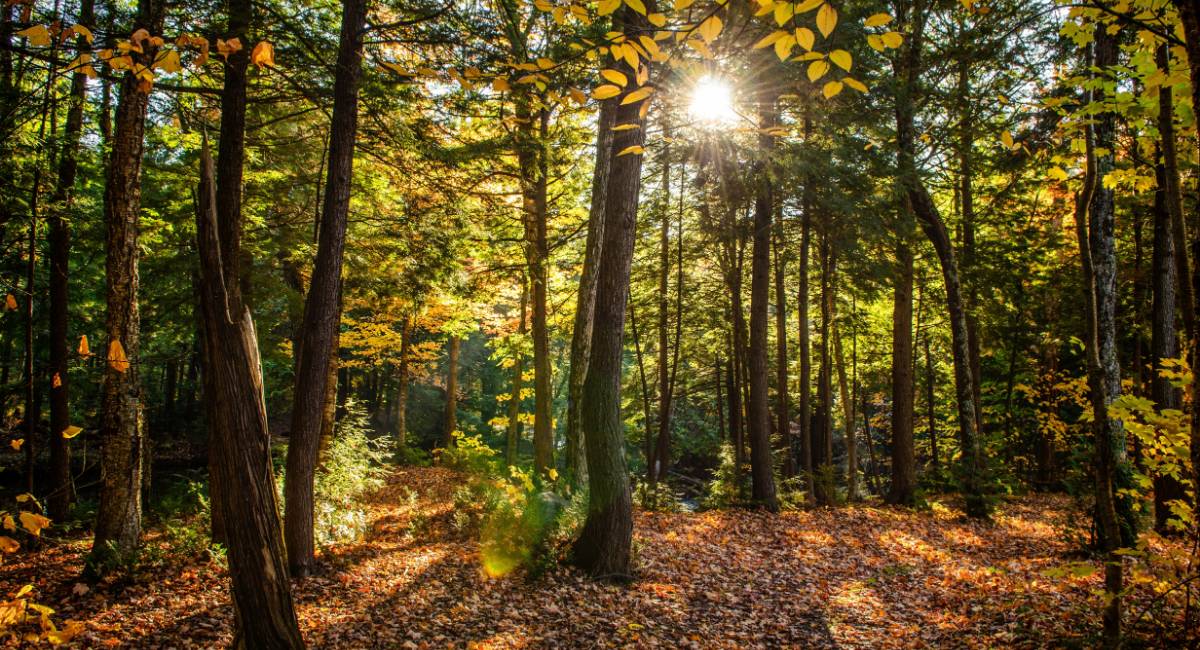 Día de los bosques, la oportunidad para resaltar su importancia en el planeta
