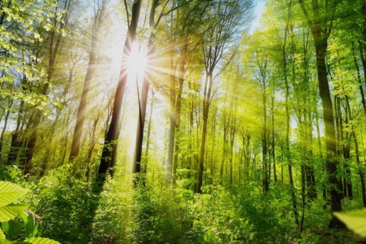 Medir las constantes vitales de los bosques en tiempo real para conservarlos y protegerlos