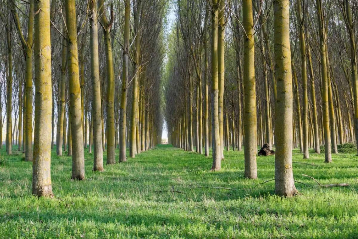 Los árboles y el suelo, la depuradora natural que además secuestra carbono