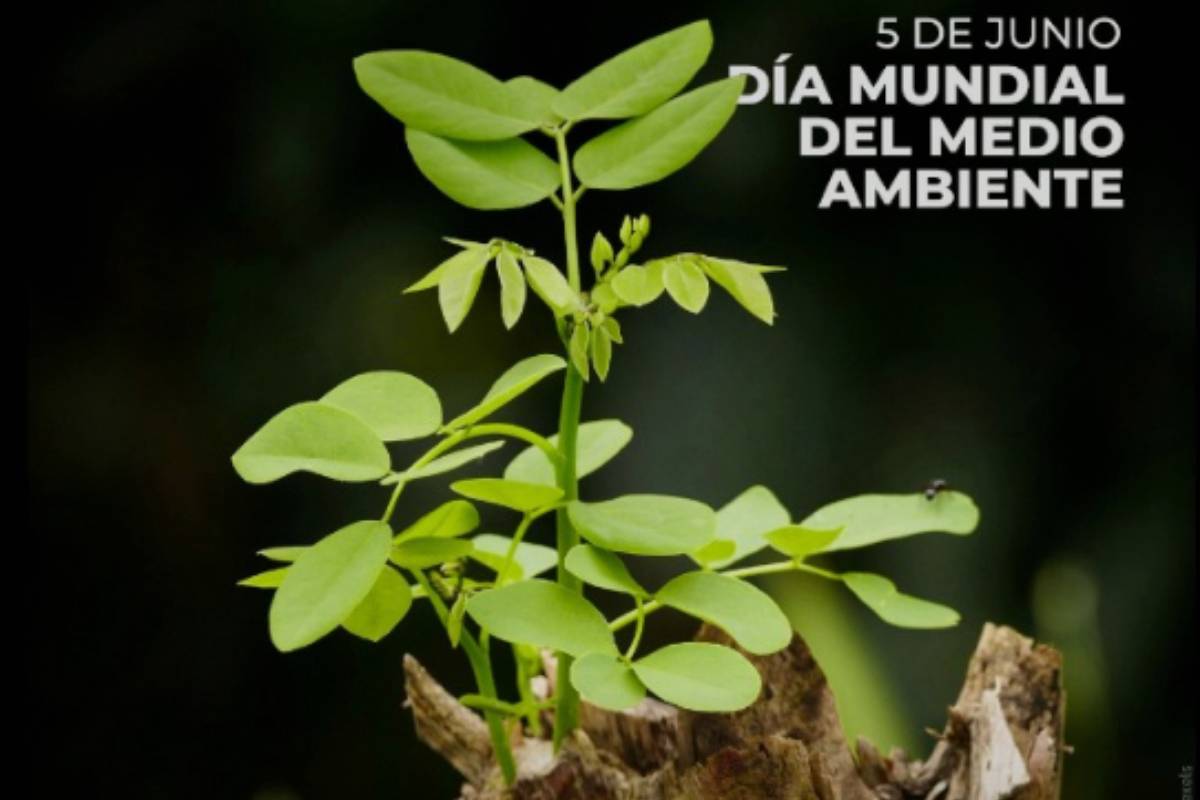 Día Mundial del Medio Ambiente 2024